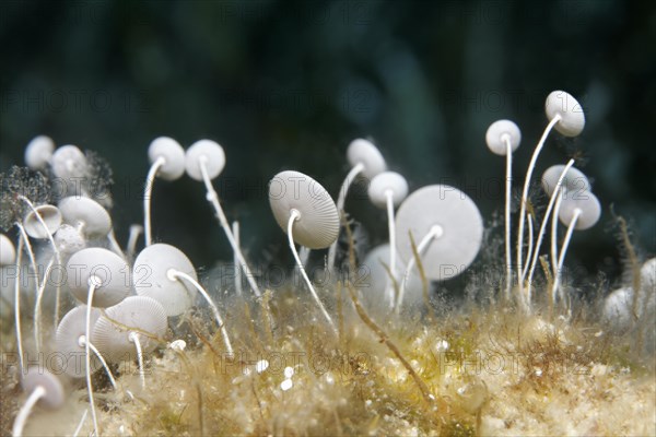 Mermaid's Wine Glass (Acetabularia mediterranea)