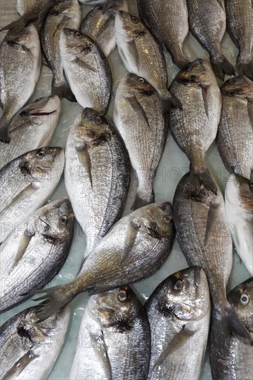 Red porgy (Pagrus Pagrus) at the fish market