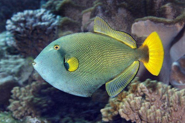 Pinktail triggerfish (Melichthys vidua) swimming amongst corals