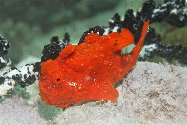 Painted frogfish (Antennarius pictus)