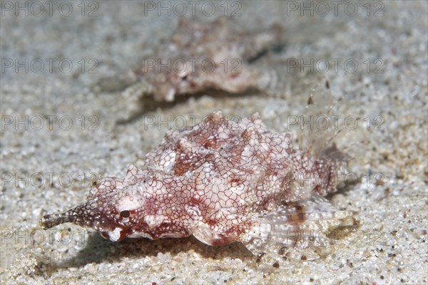 Little dragonfish (Eurypegasus Draconis) on sandy seabed