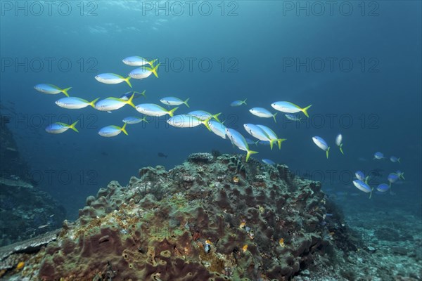 Beautiful fusiliers (Caesio teres) swimming above small reef covered in sponge