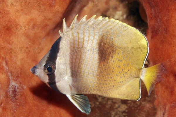 Sunburst butterflyfish (Chaetodon kleinii) Saparua