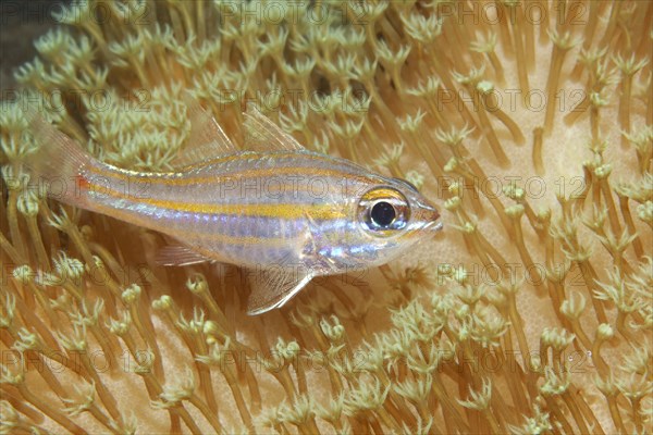 Yellowstriped cardinalfish (Apogon cyanosoma) amongst leather coral