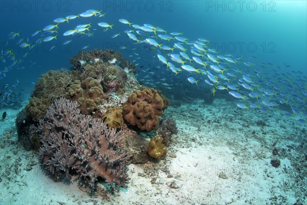 Shoal of beautiful fusiliers (Caesio teres) swimming above rocky outcrop with soft coral (Sinularia sp.) and leather coral (Sarcophyton sp.)