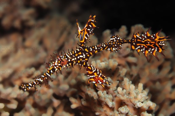 Ghost pipefish (Solenostomus paradoxus) swimming above coral (Agropora sp.)