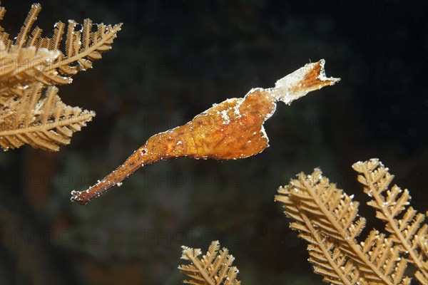 Robust ghost pipefish (Solenostomus cyanopterus) swimming between stinging hydroids (Aglaophenia cupressina) Saparua