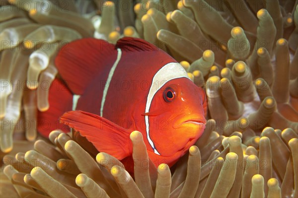 Maroon clownfish (Premnas biaculeatus) on Ritteri anemone (Heteractis magnifica)