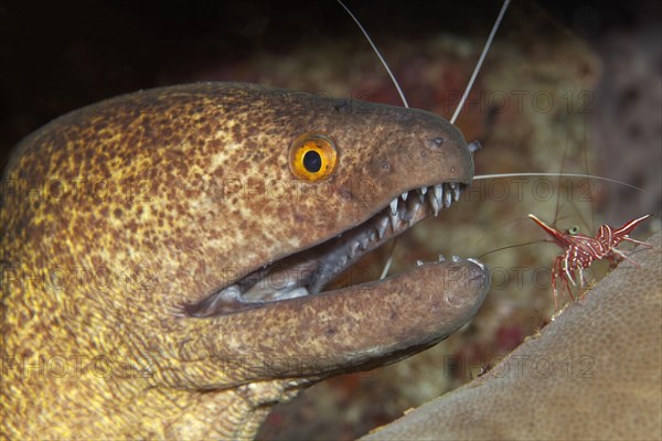 Yellow-edged moray (Gymnothorax flavimarginatus) and hingebeak prawn (Rhynchocinetes durbanensis) Saparua