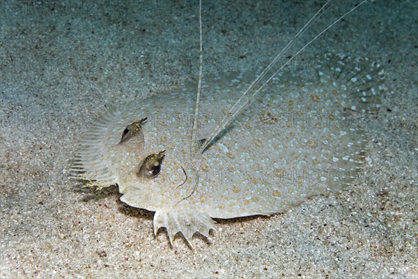 Flowery flounder (Bothus mancus) on sandy seabed