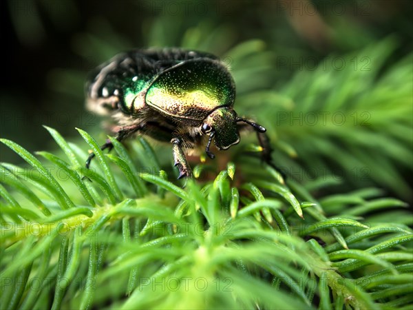 Rose chafer or green rose chafer (Cetonia aurata) on fir branch (Abies)