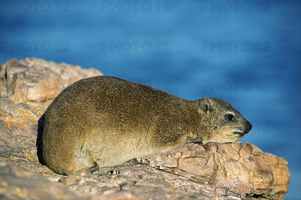 Rock hyrax or rock badger (Procavia capensis)