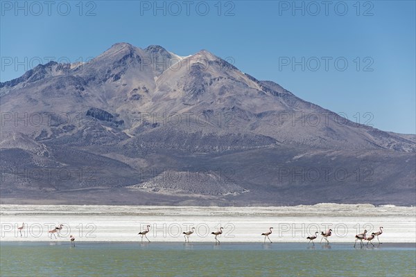 Flamingos (Phoenicopteridae) in Monumento Natural Salar de Surire