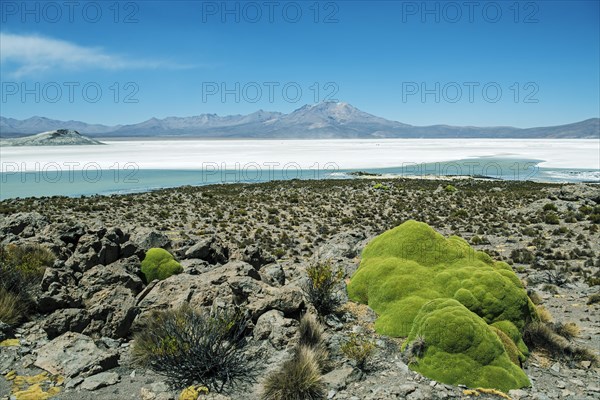 Yareta or llareta (Azorella compacta)