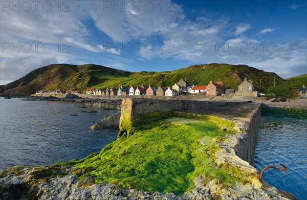 Coastline with green algae on the Crovie Pier and large stones