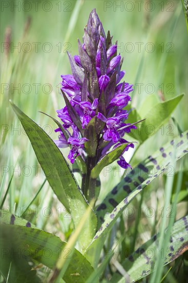 Western marsh orchid (Dactylorhiza majalis)