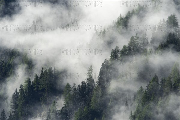 Fog above the forest