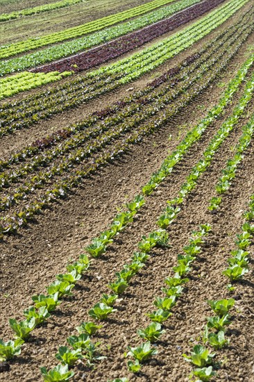 Field of lettuce grown in the open air