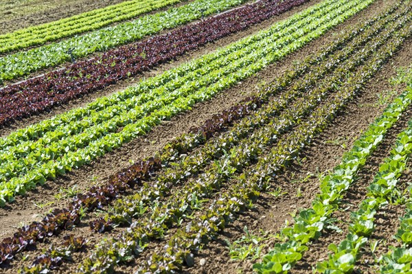 Field of lettuce grown in the open air