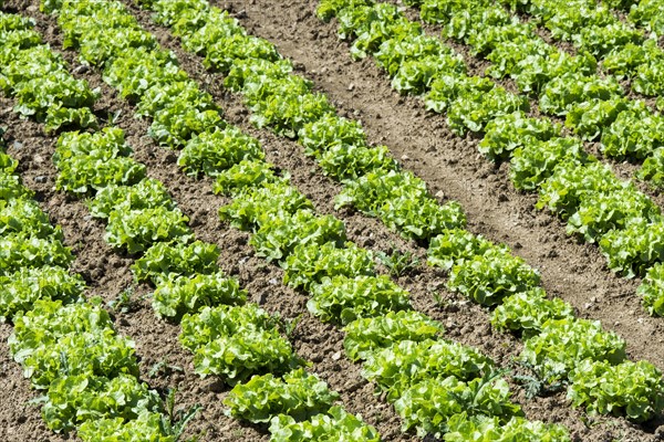 Field of lettuce grown in the open air