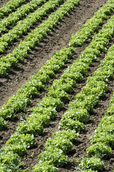 Field of lettuce grown in the open air