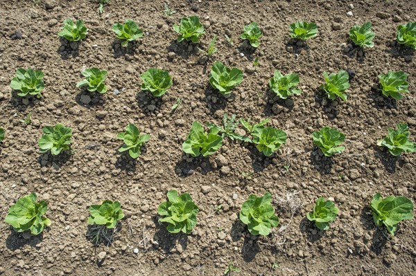 Field of lettuce grown in the open air