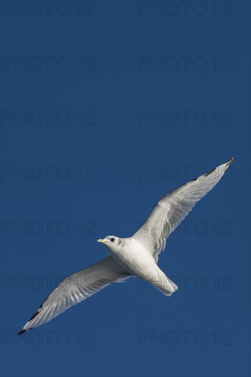 Young kittiwake (Rissa tridactyla)