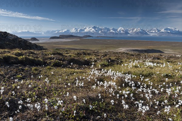 Cotton Grass (Eriophorum sp.)