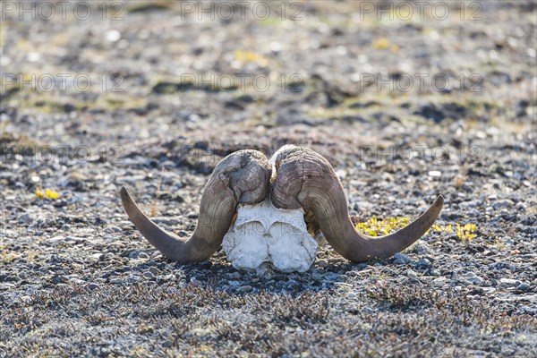 Bleached skull of a musk ox