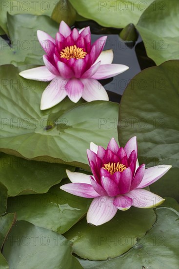 Water lily (Nymphaea sp.)