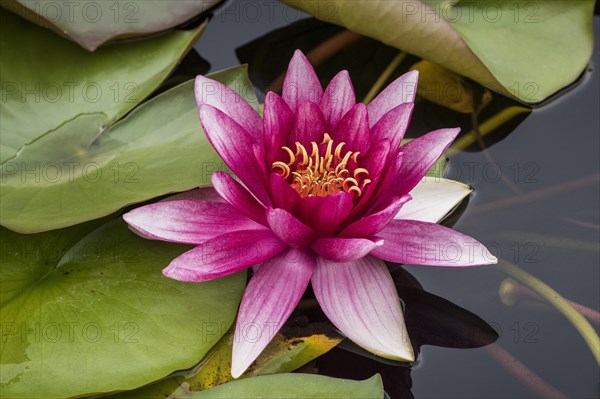 Water lily (Nymphaea sp.)