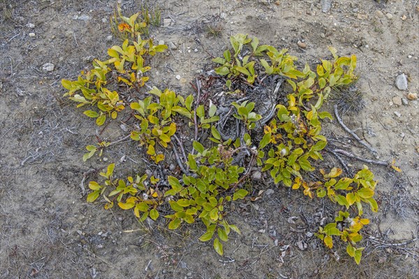 Arctic willow (Salix arctica)