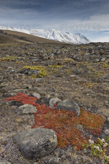 Autumn colored alpine or mountain bearberry (Arctostaphylos alpinus)