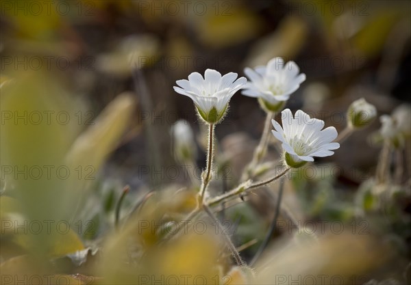 Arctic mouse-ear (Cerastium arcticum)