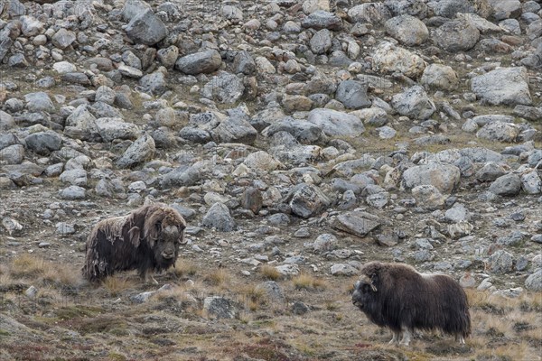 Muskox or musk ox (Ovibos moschatus)