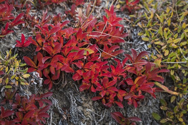 Autumn colored alpine or mountain bearberry (Arctostaphylos alpinus)