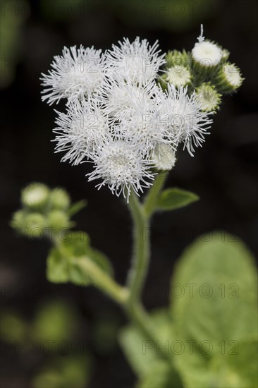 Flossflower (Ageratum houstonianum)