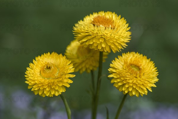 Golden everlasting or strawflower (Helichrysum bracteatum)