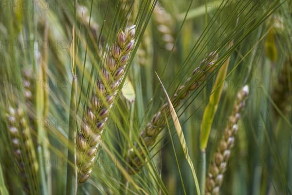 Spring barley (Hordeum vulgare)