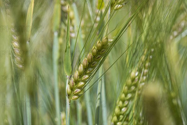 Spring barley (Hordeum vulgare)