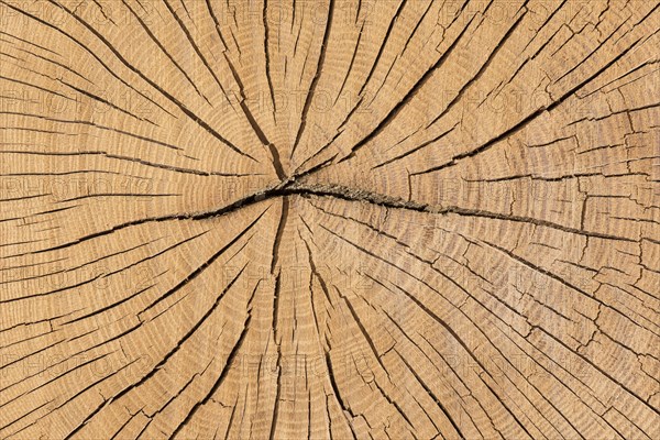Sectional area of oak (Quercus sp.) trunk with annual rings