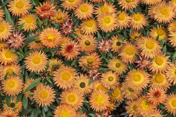 Golden everlasting or strawflower (Helichrysum bracteatum)