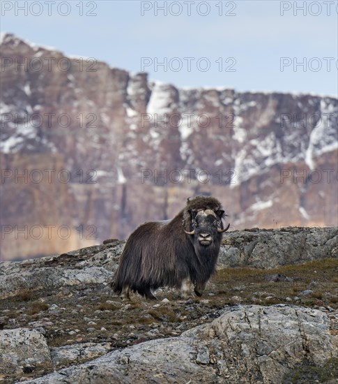 Muskox (Ovibos moschatus) standing in mountain landscape