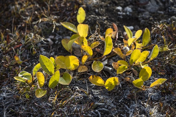 Arctic Willow (Salix arctica) in autumn colour