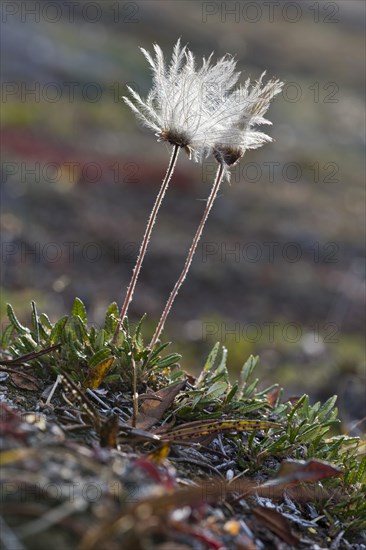 Mountain Avens (Dryas octopetala)