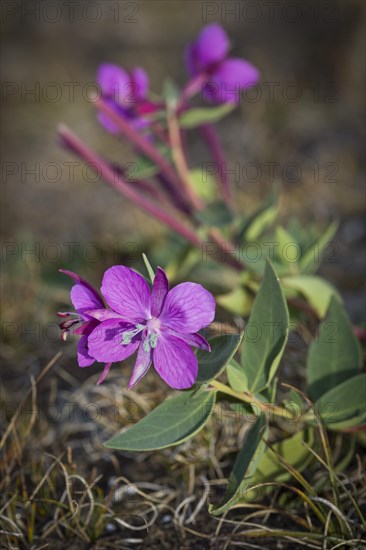 Arctic fireweed (Epilobium latifolium)