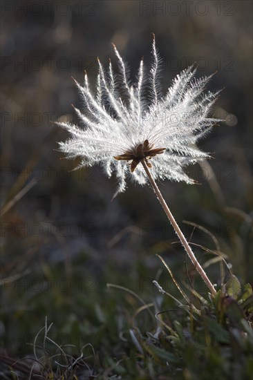 Mountain Avens (Dryas octopetala)