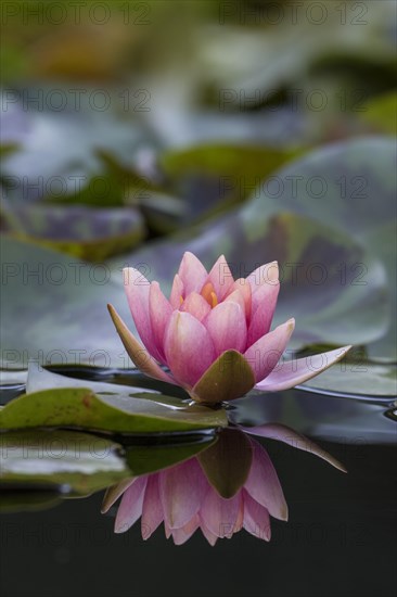 Water lily (Nymphaea sp.)