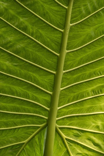 Giant Alocasia (Alocasia macrorrhiza)