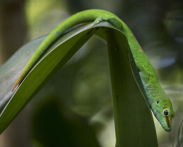 Madagascar Day Gecko (Phelsuma madagascariensis)